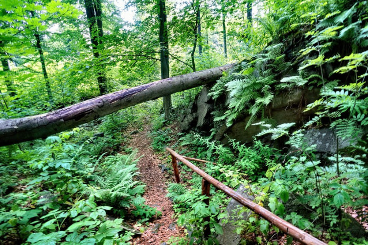 Drzewo na ścieżce dookoła ruin Drzewo na ścieżce dookoła ruin