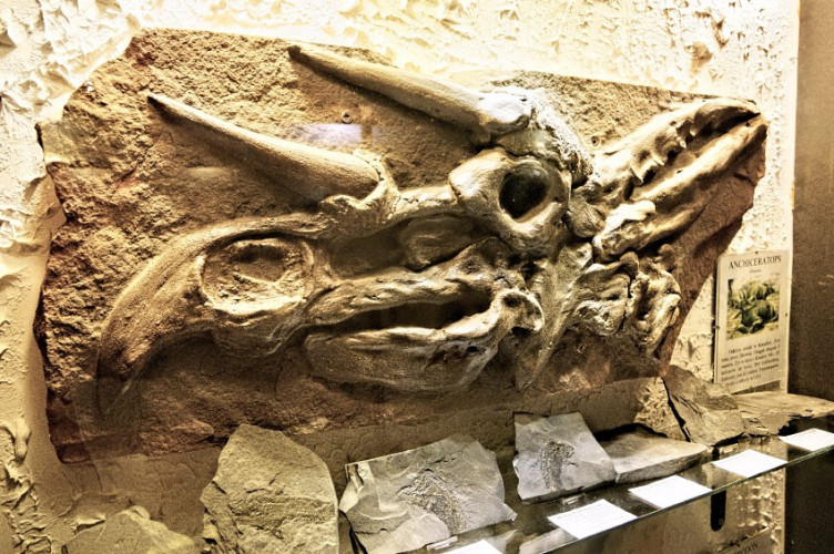 Czaszka dinozaura Czaszka dinozaura