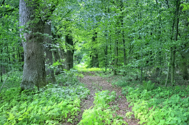 Szlak leśny Szlak leśny