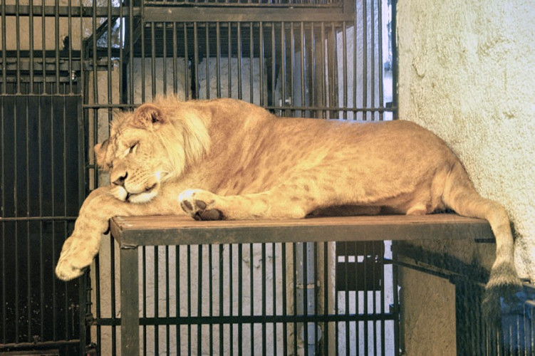 ZAMOŚĆ - ZOO ZAMOŚĆ - ZOO