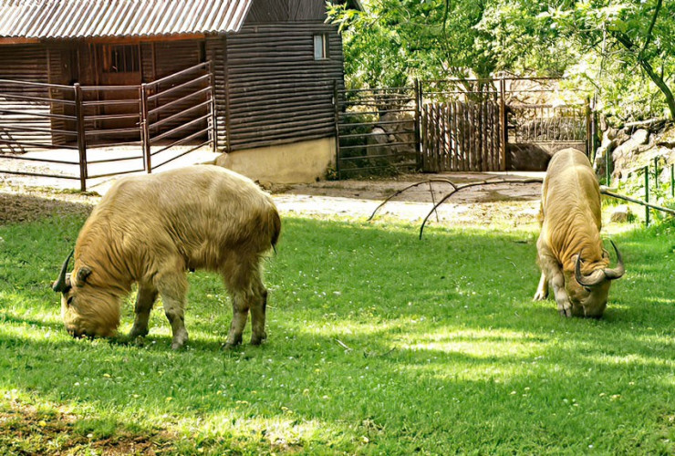 BOJNICE - Ogród zoologiczny BOJNICE - Ogród zoologiczny