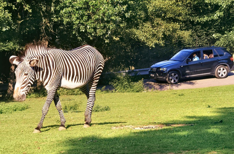 Safari Safari