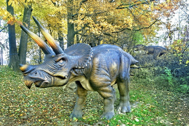 Triceratops Triceratops